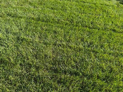Lawn care service in Glen Burnie, 21060