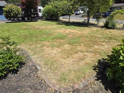 Lawn care service in Lynnwood, 98037