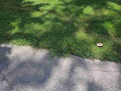 Lawn care service in Indianapolis, 46260