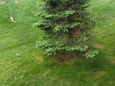 Lawn care service in Cedar Lake, 46303