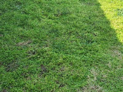 Lawn care service in Fort Worth, 76135