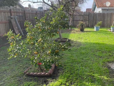 Lawn care service in Stockton, 95210