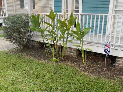 Lawn care service in New Orleans, 70118