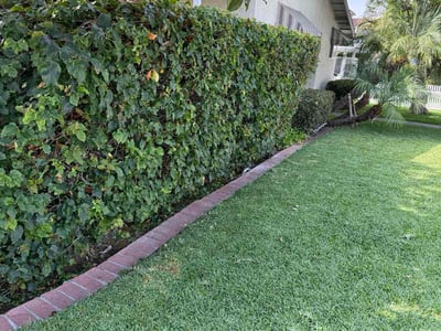 Lawn care service in San Diego, 92037