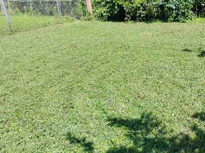 Lawn care service in Knoxville, 37919