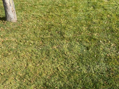 Lawn care service in Littleton, 80125