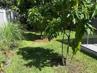 Lawn care service in Orlando, 32832