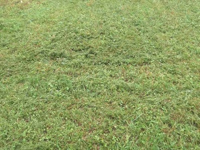 Lawn care service in Austin, 78723