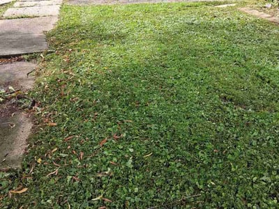 Lawn care service in Struthers, 44471