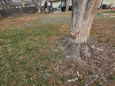 Lawn care service in Denver, 80231