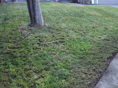 Lawn care service in Rohnert Park, 94928