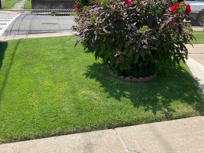 Lawn care service in Scranton, 18504