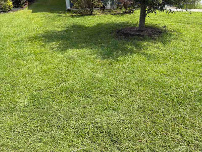 Lawn care service in Charleston, 29414