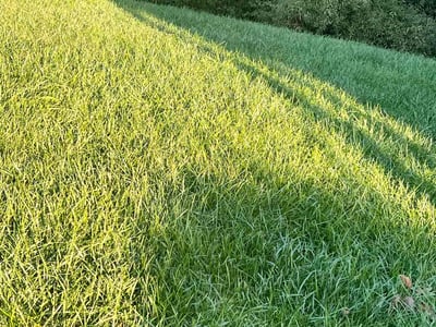 Lawn care service in Fredericksburg, 22406
