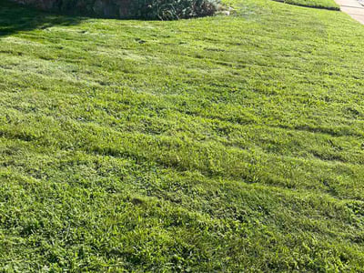 Lawn care service in Ogden, 84404