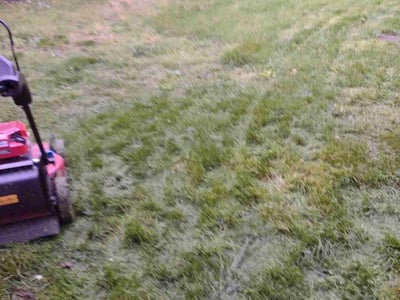 Lawn care service in Shelton, 06484