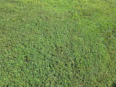 Lawn care service in Woodbridge, 22191