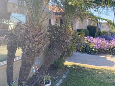 Lawn care service in Los Angeles, 90047