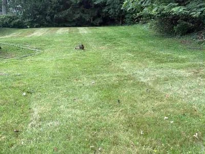 Lawn care service in Exton, 19341