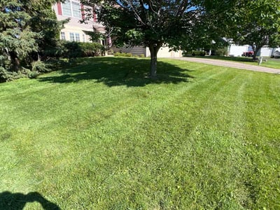 Lawn care service in Cottage Grove, 55016