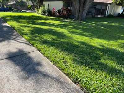 Lawn care service in Palm Harbor, 34684