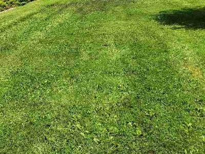 Lawn care service in Akron, 44305