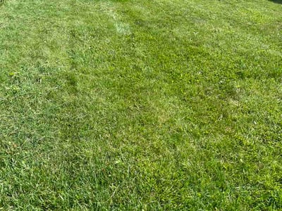 Lawn care service in Sterling Heights, 48312