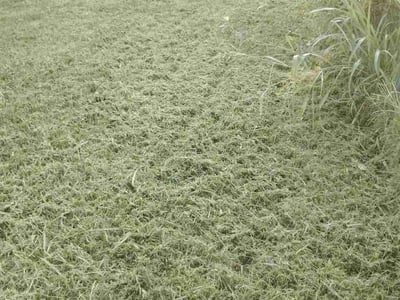 Lawn care service in Independence, 64056