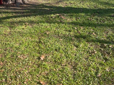 Lawn care service in Pflugerville, 78660