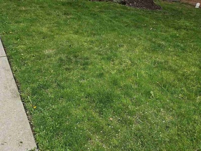 Lawn care service in Fort Lee, 07024