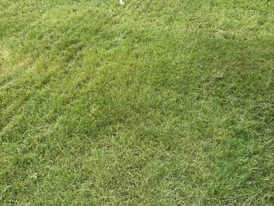 Lawn care service in San Antonio, 78221