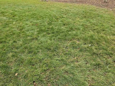 Lawn care service in Matthews, 28104