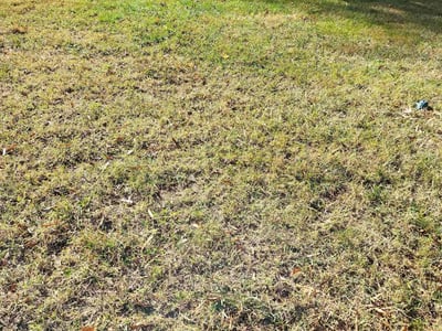 Lawn care service in Alexandria, 22309