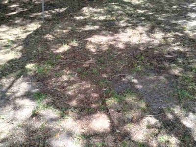 Lawn care service in Polk County, 33843