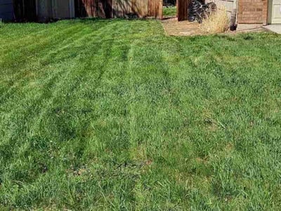 Lawn care service in Fort Collins, 80521