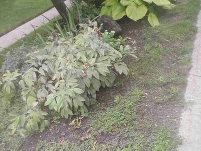 Lawn care service in Toledo, 43617