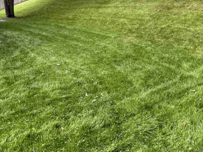 Lawn care service in Oakdale, 55128