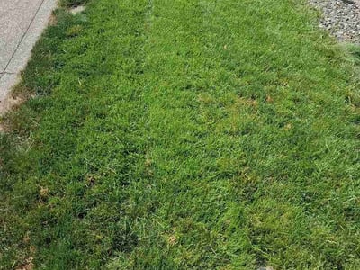 Lawn care service in Yelm, 98597