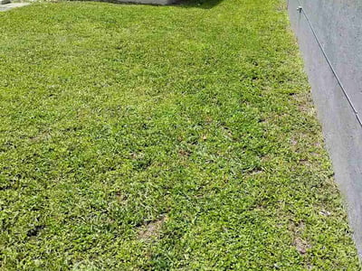 Lawn care service in Sarasota, 34231