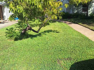 Lawn care service in Austin, 78704