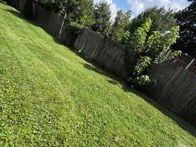 Lawn care service in Arlington, 22205