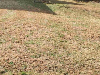 Lawn care service in Chester, 23836