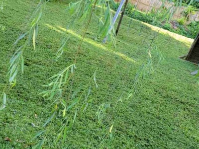 Lawn care service in Knoxville, 37920