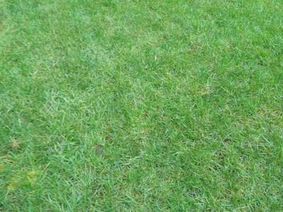 Lawn care service in King City, 97224