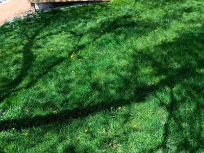 Lawn care service in Madison, 53718