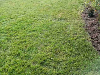 Lawn care service in Auburn, 98001