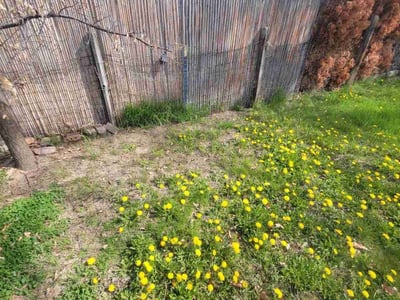 Lawn care service in , 