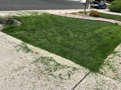 Lawn care service in Thornton, 80241