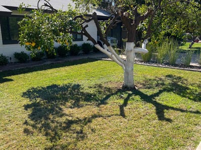 Lawn care service in Tempe, 85281
