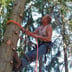 Lk lawn and tree care Logo